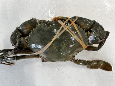 【１個だけ限定商品】30％値引きしました。🦀ノコギリガザミ　ドウマンガニ のこぎりがざみ 急速冷凍品 約1290g オス2杯 冷凍蟹 冷凍カニ かに 宮城県松島湾産　0924-3