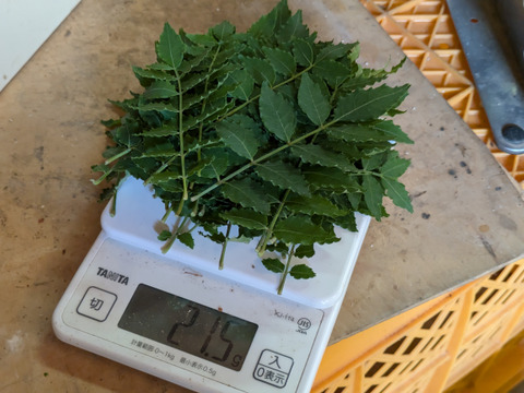 あく抜き不要タケノコ「孟宗竹」（3㎏）山椒の葉付き単品
