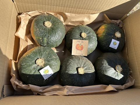 ホクホク甘い！ミニかぼちゃ”栗っぷち”6玉