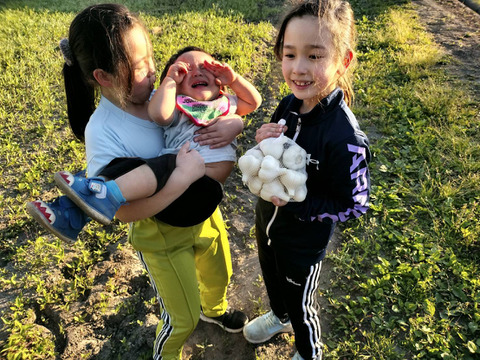 ハウス栽培で先取り！青森県産生にんにく１Kg