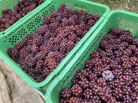 島根県産デラウェアぶどう＿1.2kg箱