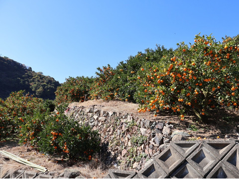 農家直送！きよみオレンジ　訳あり10kg  【平武農園】〜蛍飛ぶ町から旬の便り〜　和歌山｜有田｜田口｜ギフト