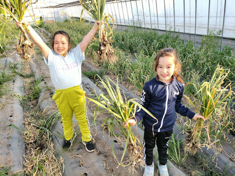 ハウス栽培で先取り！青森県産生にんにく１Kg