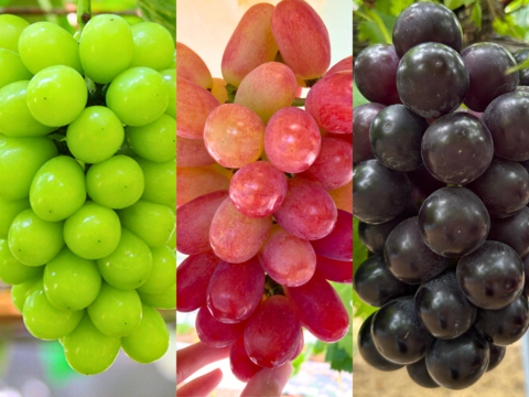 《彩り3色セット》黒耀1房＋シャインマスカット1房＋サニードルチェ1房のセット