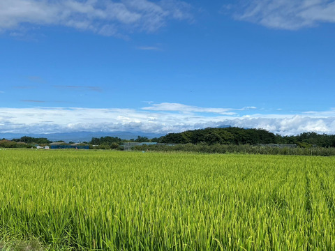 【令和7年新米予約】農家の先生が作る「山形県産つや姫」（5kg無洗米）