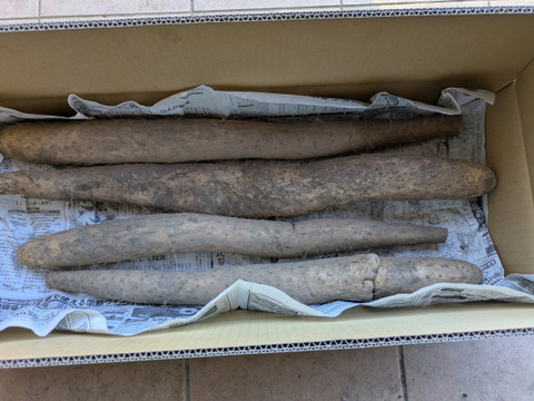 しゃきしゃきの「信州産長芋」(ご家庭用・5㌔入)