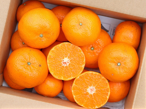 【数量限定】完熟たまみみかん３ｋｇ ご家庭用 農薬不使用 自然栽培 愛媛県産