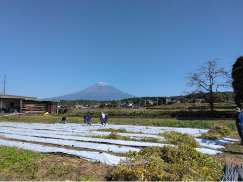1kg⭐️スーパーフード⭐️菊芋⭐️《OPENセール！特価！》