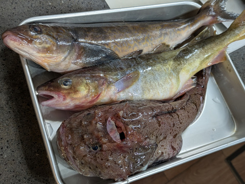 【4月発送再開】梅コース5kg詰 (未利用魚ボックス 低利用魚も入ります) 海鮮セット 鮮魚ボックス 海鮮ボックス