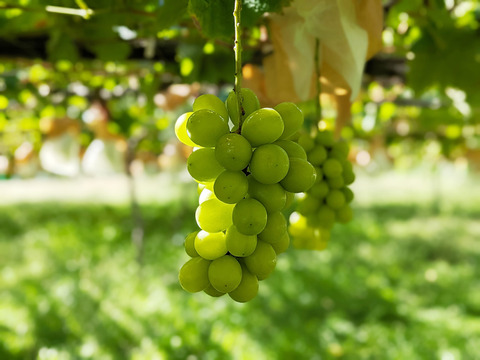 長野県認証/特別栽培相当 シャインマスカット800g（2-3房）（信州の環境にやさしい農産物認証50）