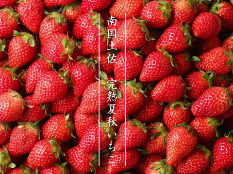 【ゆ～ゅさま専用ページ】南国土佐 完熟夏秋いちご４ｋｇ ご家庭用 農薬不使用 自然栽培 四万十産