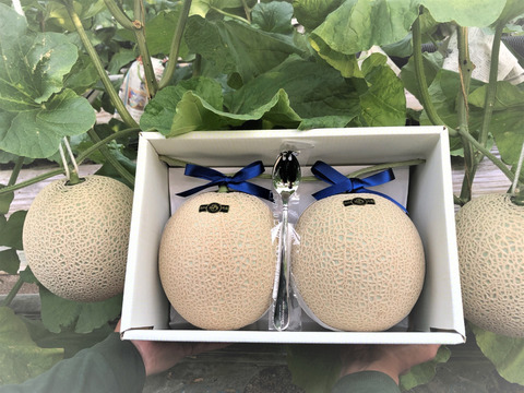 【父の日ギフト】2玉入り外まで甘いマスクメロン