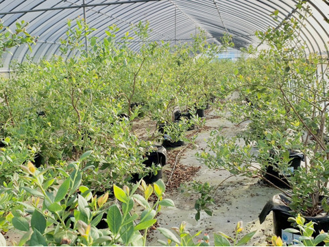 【大特価セール】訳あり ブルーベリー500g【乳酸菌農法】