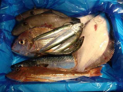 箱いっぱい！深浦の天然鮮魚セット（80サイズ）