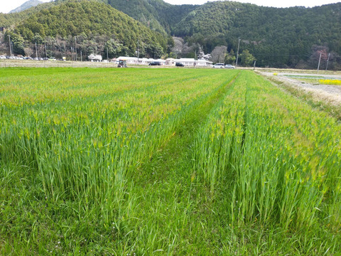 自然栽培で育った麦からできた甘さを感じる麦茶（220gの4袋セット）