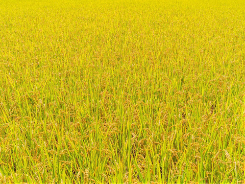 【四万十清流育ち】おばあちゃんが泣いた品種登録にない幻のお米「四万十村」３ｋｇ 農薬不使用 自然栽培 四万十産