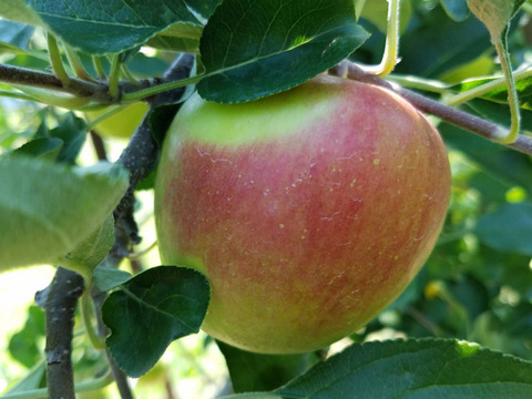 収穫開始（後5セットで終了です）夏あかり 約1.5㎏（8〜10個入り）さっぱりした甘酸っぱさが良いですよ。長野県生まれ品種です。夏りんごの魅力を是非お試し下さいませ。