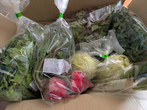 【美味しい野菜をお届けします】　季節の野菜セット『採れTakara☆彡』7品