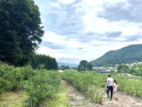 大粒!! お得2キロ【農薬不使用】 長野県産ブルーベリー🎵：長野