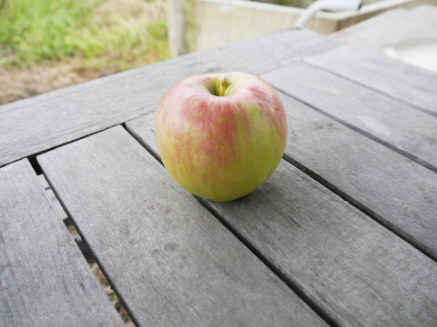 発送中！訳ありご家庭用🍎低農薬で皮ごと食べられる青森りんご「未希ライフ」5kg