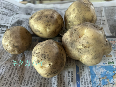 新じゃが食べ比べ❣️きたあかり、キタカムイ、メークイン約700g✖️3種で約2kgのセットで。
