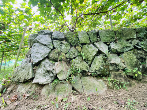 サンシャインレッドとシャインマスカット