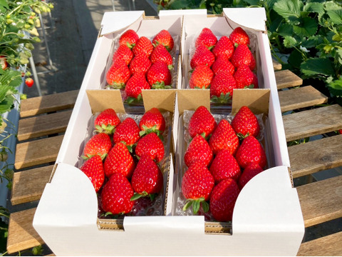 ④　真心農園　とちおとめ　レギュラー２Ｌサイズ　【1箱4パック入り】