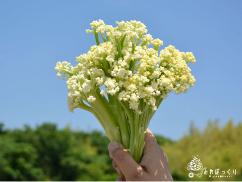 花束ちゃいますねん!!『カリフローレ』ですねん☆