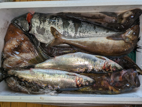 竹コース【4月中旬発送】船頭にお任せ！鮮魚ボックス（詰め合わせ) 海鮮セット