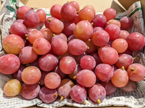 🍇【山梨県笛吹市産】【粒売り】クイーンニーナ 約1.0kg🍇 ～果実の宝石、濃厚な甘みと華やかな香り～