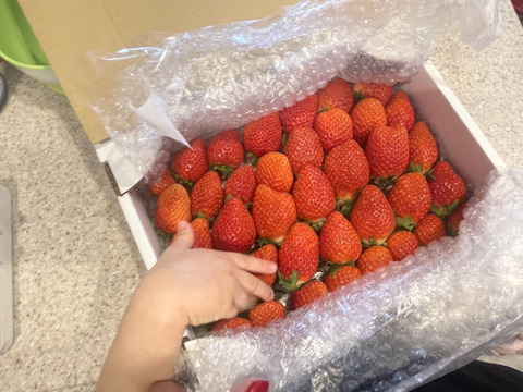 トクトク🍓いちごの宝石箱
朝摘み完熟❤️酵素栽培のこだわりいちご
【いちご食べ比べ】
（１月中旬〜発送）
