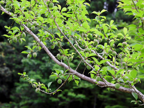 【超希少】最高級紅南高梅１ｋｇ ４Ｌサイズ以上 農薬不使用 自然栽培 四万十産