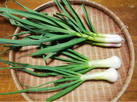 スープ・炒め物野菜セット(60サイズ箱)6~8種類