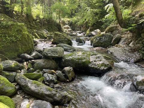 【高級国産キャビア30g】兵庫県香美町小代の大自然で育ったチョウザメから