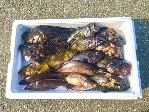 高級魚鮮魚ボックス❗️5kg サービス増量あり❗️青森県津軽海峡産❗️