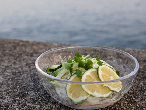 🍃【数量限定・皮ごとOK】夏のめぐり整う“青の柑橘”青みかん1kg＊【農薬・除草剤・防腐剤・ワックス不使用】🍃 炭酸やシロップに◎夏の爽快フルーツ ─皮ごと使えてスッキリ美味！