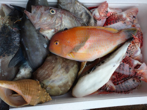 【夏ギフト】残暑お見舞い8月出品最後‼️天然糸島真鯛1匹と漁師におまかせ鮮魚1匹セット！