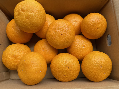 ほど良い酸味とスッキリとした甘み！芳香熟成甘夏4.5kg