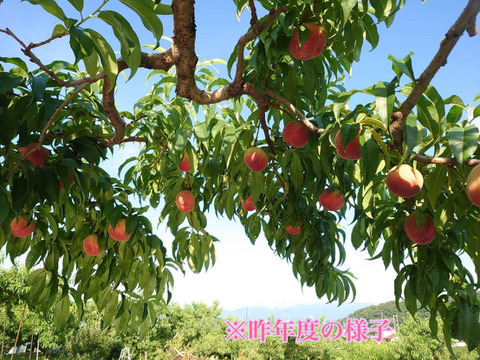 【産地直送】山梨県産・桃！正規品2㎏※品種混載