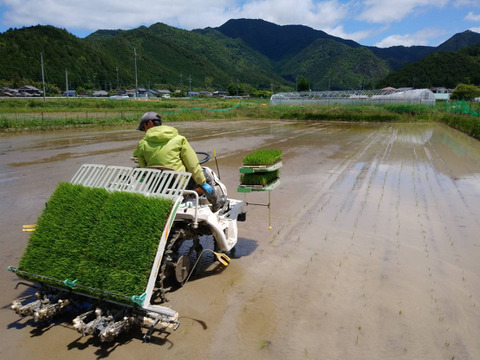 【2024年産】自然栽培のお米『旭（あさひ）』玄米２ｋｇ