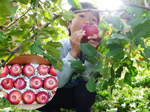 サンふじ　家庭用　5キロ箱　極小玉・葉とらず【JA基準より60％減の低農薬栽培】