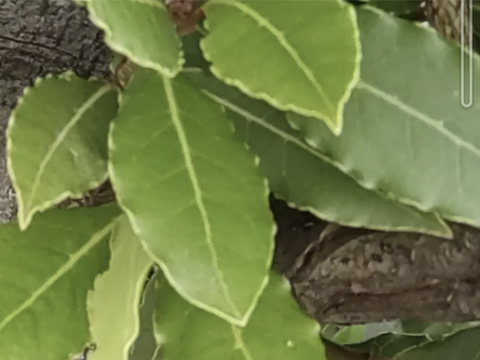 ローリエ月桂樹の生葉または乾燥葉 30枚🌿ハーブ🌿オーガンジーの袋入り♪ シチュー等のお料理に ハーブティーに お風呂に リースやスワッグの材料に☆自然栽培🏣ゆうパック