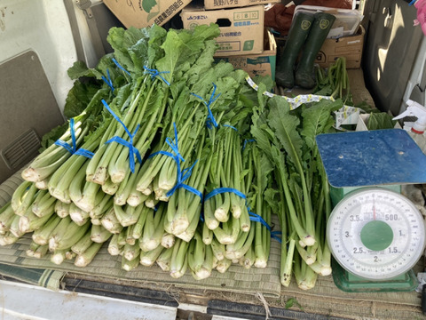 【雪下野沢菜】発祥の地域産、大量10kg