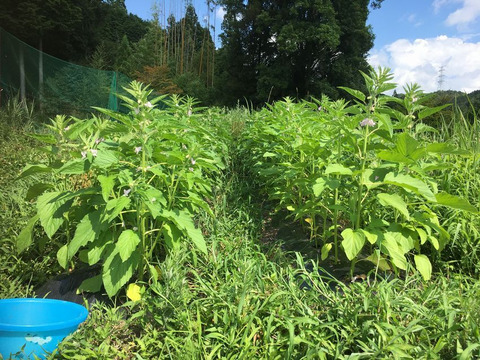 ★ラスト1個！(≧▽≦)！★
【黒ごま】（生・洗いごま・未焙煎）100g　農薬不使用・化学肥料不使用　令和5年　岐阜県産【クリックポスト・送料差額割引中】