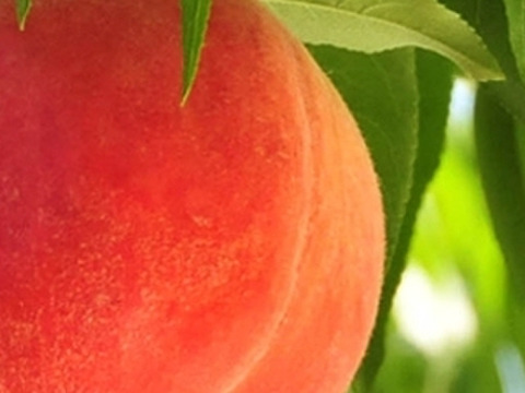 【７月下旬から収穫・発送】の固い桃「なつっこ」約3kg・9～12玉１箱山梨県南アルプス上宮地産