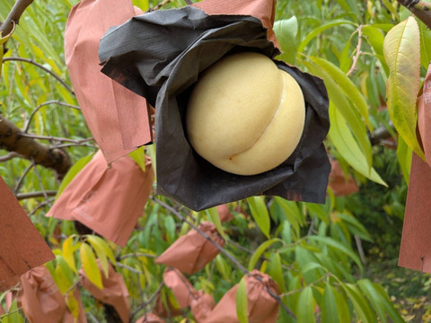 希少！ふゆももがたり（贈答約1.3キロ）5〜6玉