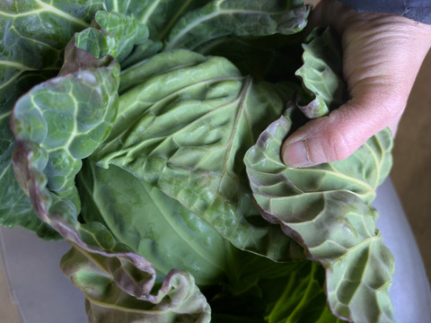 🌟Ｓサイズ🌟春🌟2つ🌟