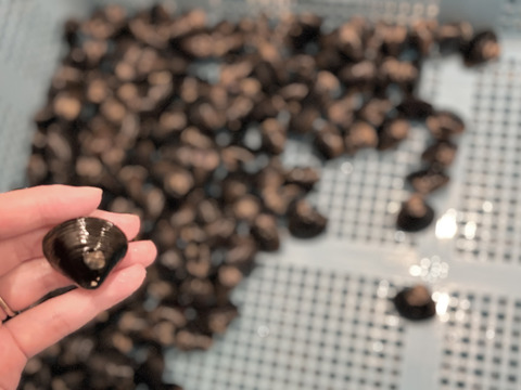 食べ比べセット中・大ミックス十三湖産大和しじみ2kg