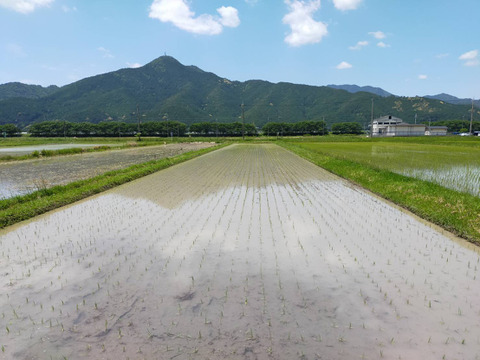 自然栽培のお米『ササニシキ』玄米10ｋｇ