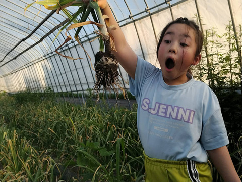 ハウス栽培で先取り！青森県産生にんにく１Kg